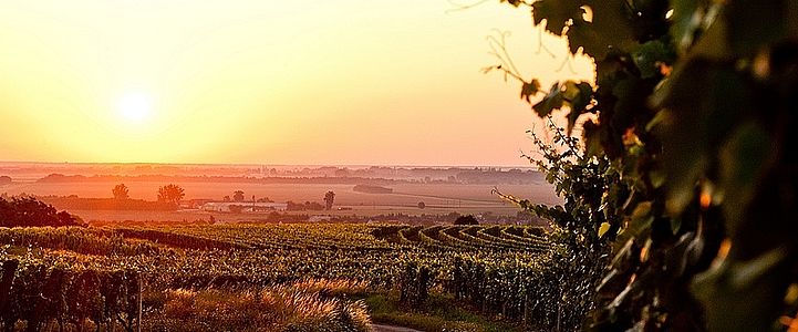 Weinberge Lutzmannsburg