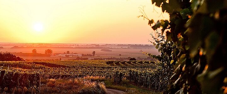 Weinberge Lutzmannsburg